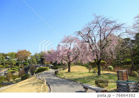 こしがや能楽堂、花田苑のしだれ桜（3月）埼玉県越谷市 76664302