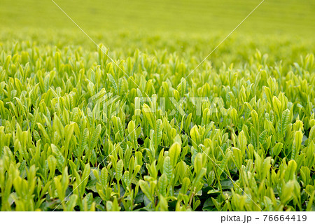 春、新茶の季節 春、新茶の季節 76664419