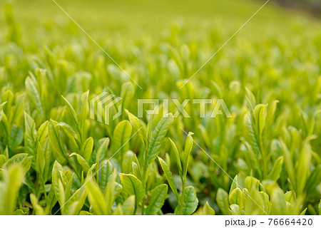摘みごろを迎えたお茶の葉 摘みごろを迎えたお茶の葉 76664420