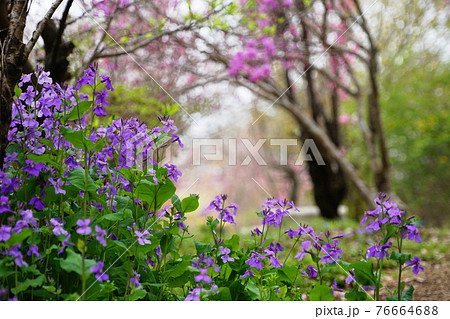 3月 相模原177ムラサキハナナ 紫花菜 アブラナ科 城山かたくりの里の写真素材