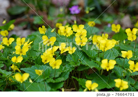 3月　相模原161オオバキスミレ･スミレ科･城山かたくりの里 76664701