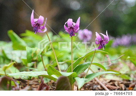 3月 相模原134カタクリ(片栗)・ユリ科・城山かたくりの里 3月 相模原134カタクリ(片栗)・ユリ科・城山かたくりの里 76664705