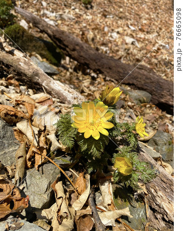 福寿草 福寿草 76665098