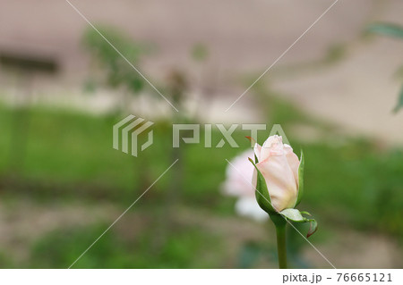 ロイヤルハイネス バラの花の蕾と朝露の写真素材