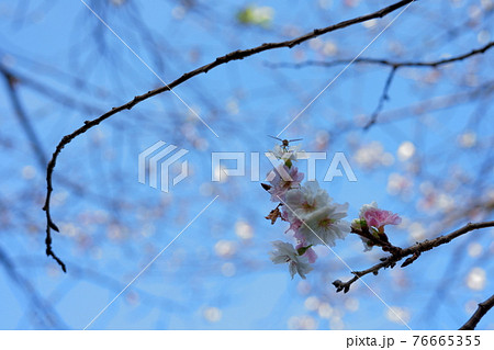 桜の一輪一輪に感じる春の空気 桜の一輪一輪に感じる春の空気 76665355