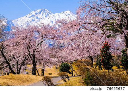 満開の桜と妙高山 満開の桜と妙高山 76665637