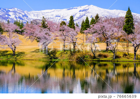 松が峯の桜とリフレクション 松が峯の桜とリフレクション 76665639