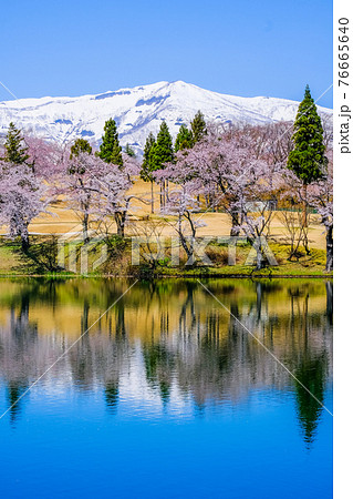 松が峰の桜とリフレクション(縦) 松が峰の桜とリフレクション(縦) 76665640