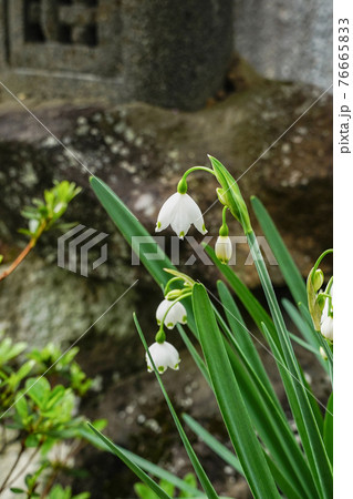 庭に咲くスノーフレーク 76665833