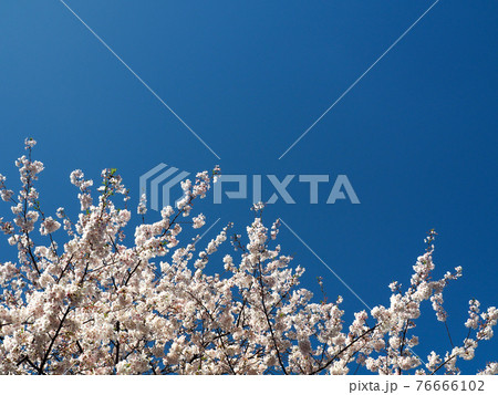東京・日本橋の桜 76666102