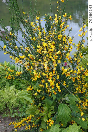 エニシダ エニシダ 76666143