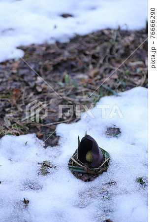 ザゼンソウと雪 76666290