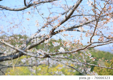 桜　ソメイヨシノの花 76666323