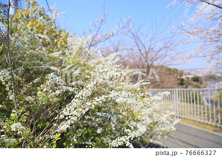 ユキヤナギの花 76666327