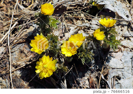 春の日差しを浴びて花開くフクジュソウ　福島県只見町 76666516