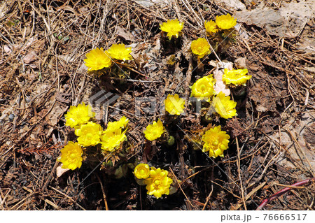 春の日差しを浴びて花開くフクジュソウ　福島県只見町 76666517