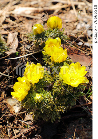 春の日差しを浴びて花開くフクジュソウ　福島県只見町 76666518