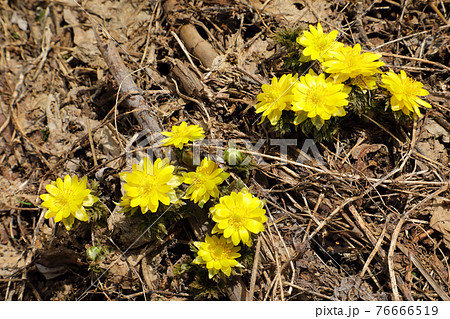 春の日差しを浴びて花開くフクジュソウ　福島県只見町 76666519