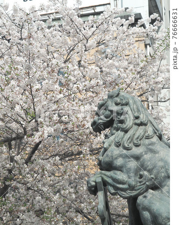 東京・日本橋の桜 76666631