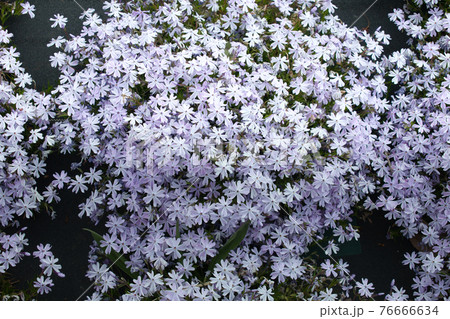 河川敷の鮮やかな柴桜 河川敷の鮮やかな柴桜 76666634