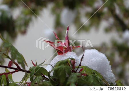 雪の紅葉と折り鶴 雪の紅葉と折り鶴 76666810