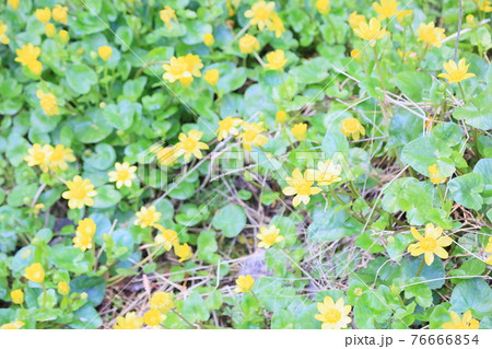 ヒメリュウキンカの花 76666854