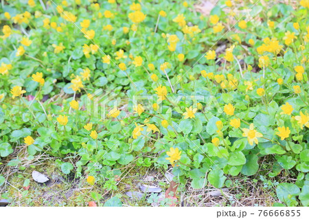 ヒメリュウキンカの花 76666855