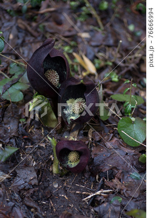 湿地にさくザゼンソウ　 76666994