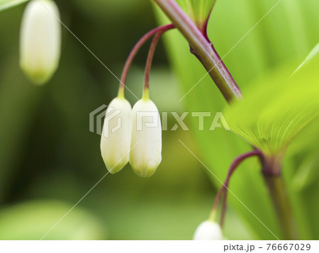 庭の片隅に咲く白く、清楚な花 庭の片隅に咲く白く、清楚な花 76667029