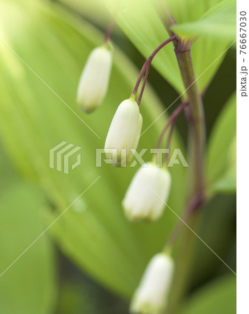鈴のように並んで咲く、白く、清楚な花 76667030