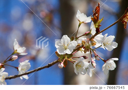 容保桜・大龍寺（福島県・会津若松市） 76667545