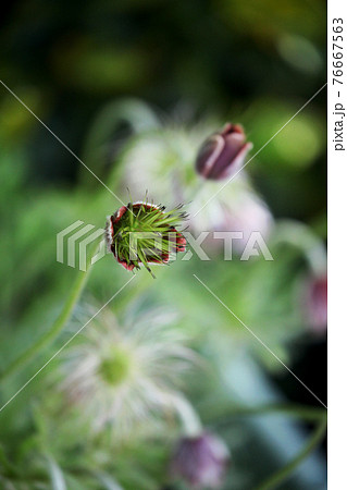 オキナグサ 76667563