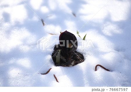 雪の中のザゼンソウの花 76667597