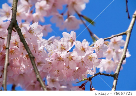 大龍寺の桜（福島県・会津若松市） 76667725