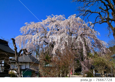 大龍寺の桜（福島県・会津若松市） 76667728