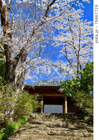 大龍寺の桜(福島県・会津若松市) 大龍寺の桜(福島県・会津若松市) 76667729