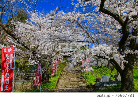 大龍寺の桜（福島県・会津若松市） 76667731