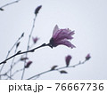 春霧の中に咲くコブシ 76667736