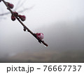 春霧の中に咲くコブシ 76667737