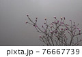 春霧の中に咲くコブシ 76667739