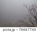 春霧の中に咲くコブシ 76667740