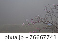 春霧の中に咲くコブシ 76667741