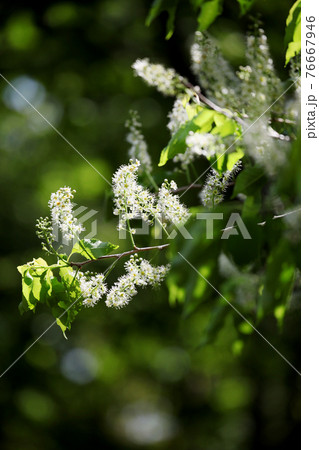 ウワミズザクラ 76667946