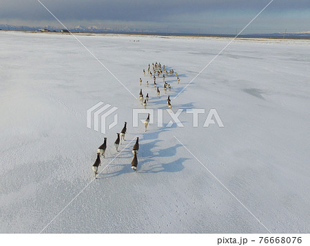 空撮・雪原を走るエゾシカの群（北海道・標津町） 76668076