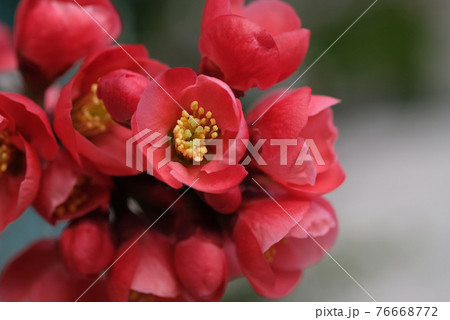 木瓜の花 76668772