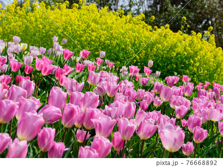 高知県はモネの庭のチューリップと菜の花 76668892