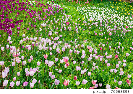 高知県はモネの庭のチューリップ畑 高知県はモネの庭のチューリップ畑 76668893