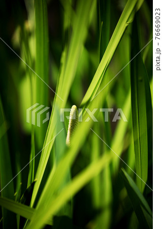 ショウブの花 76669023