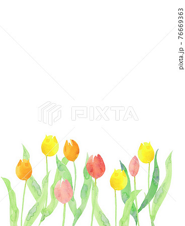 チューリップの背景素材イラスト 手書き 水彩のイラスト素材