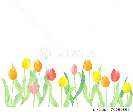チューリップの背景素材イラスト 手書き 水彩のイラスト素材